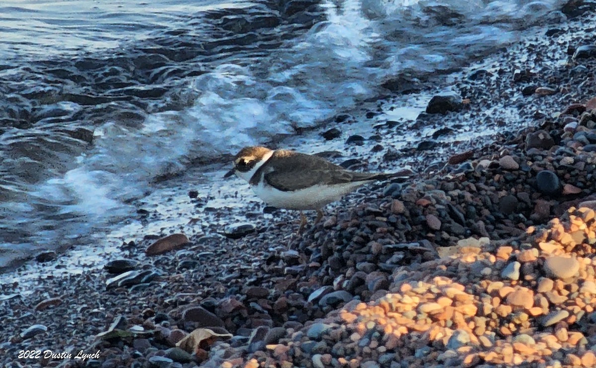 Chorlitejo Semipalmeado - ML646726982