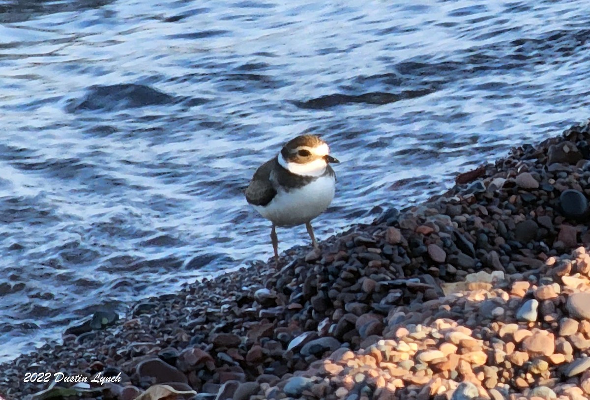 Chorlitejo Semipalmeado - ML646726983