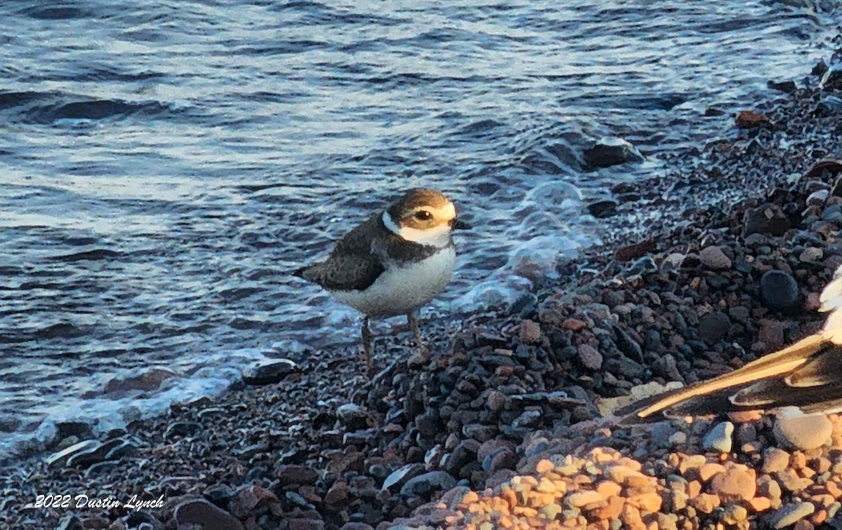 Chorlitejo Semipalmeado - ML646726984