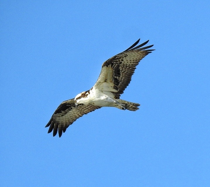 orlovec říční (ssp. carolinensis) - ML646726985