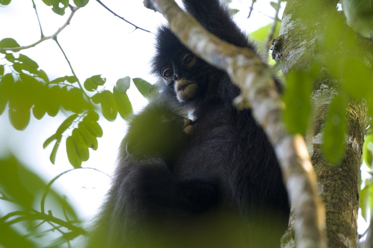 Robinsons Bindenlangur - ML646726992
