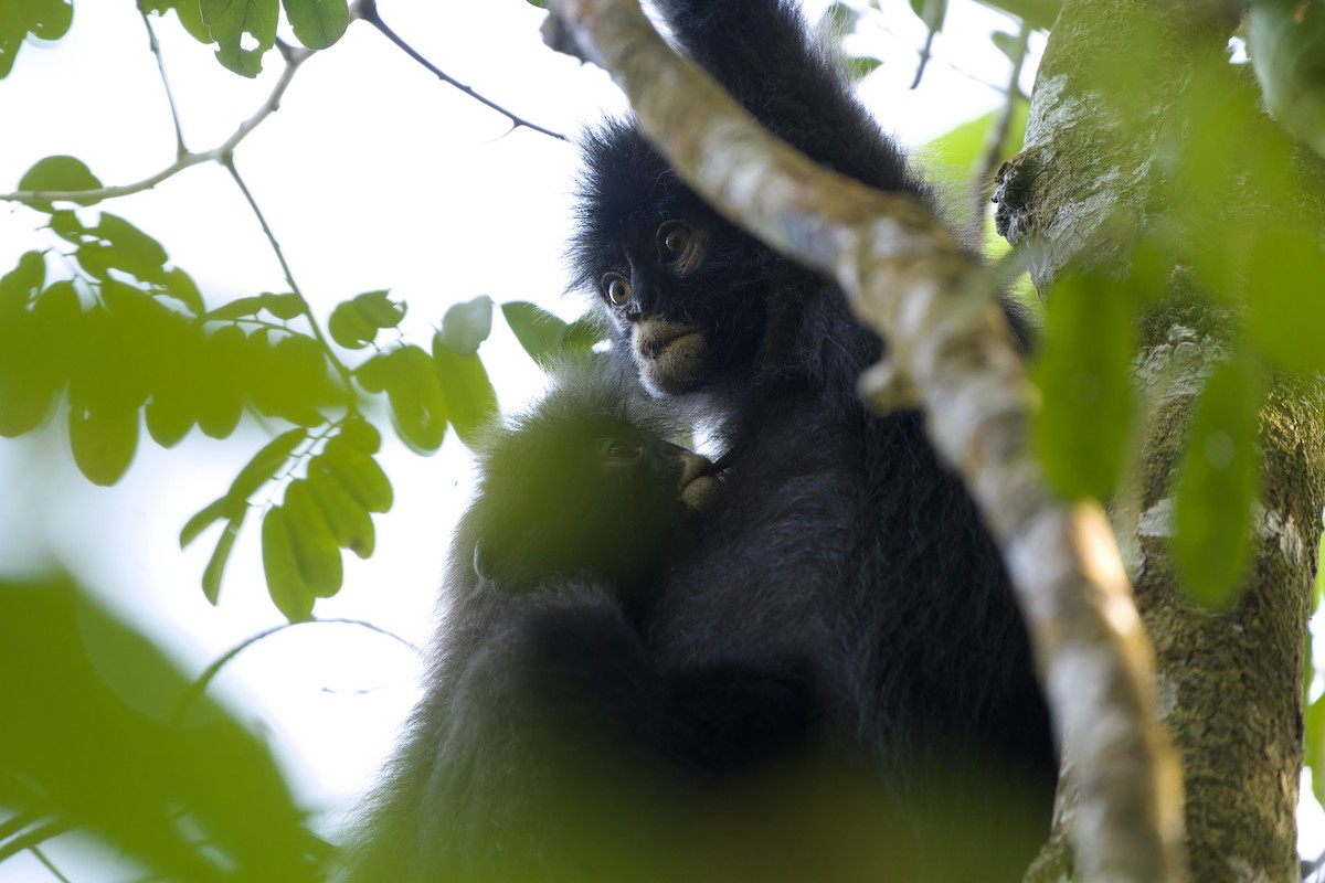 Robinson's Banded Langur - ML646726993