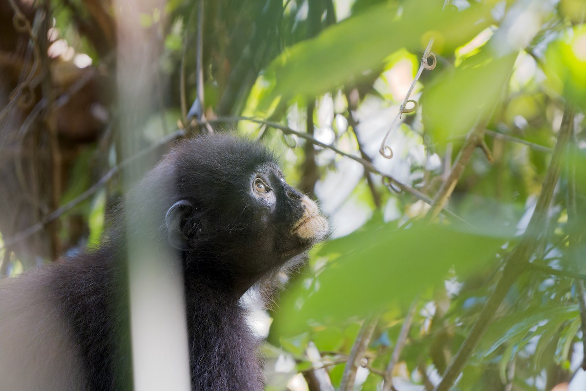 Robinsons Bindenlangur - ML646726994