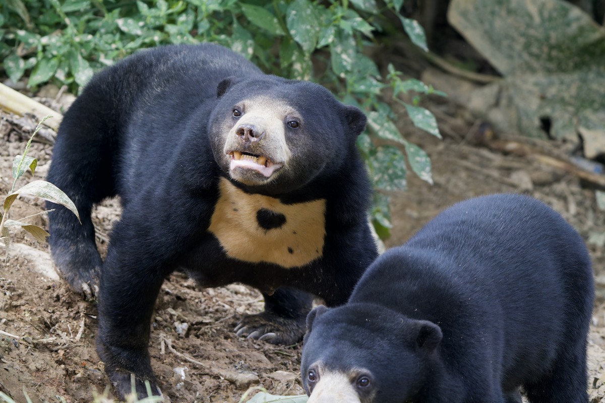 Sun Bear - ML646726995