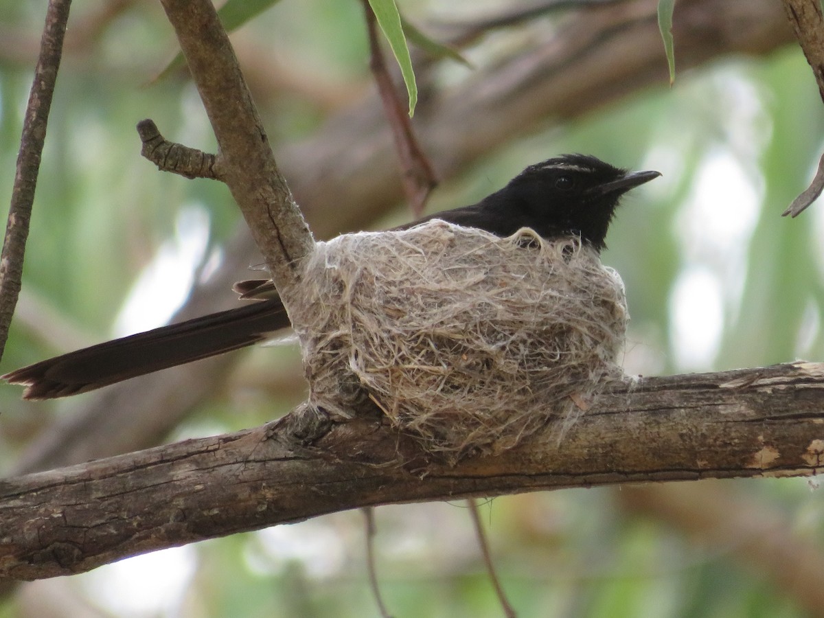 Willie-wagtail - ML646726997