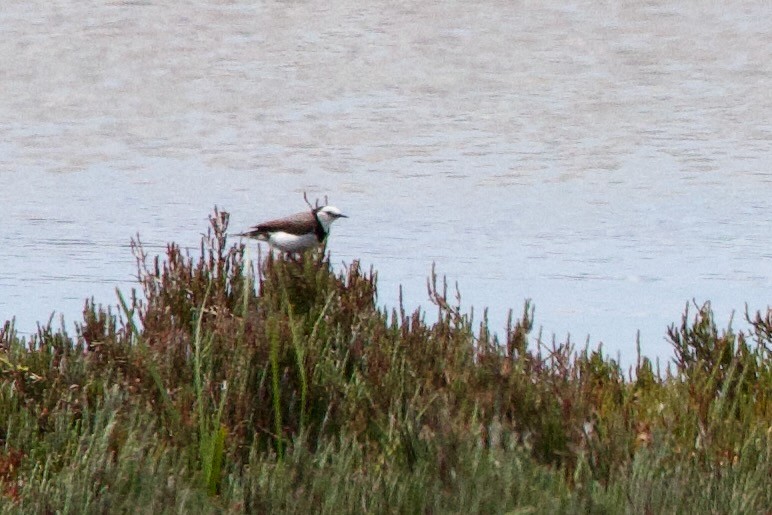 White-fronted Chat - ML646726998