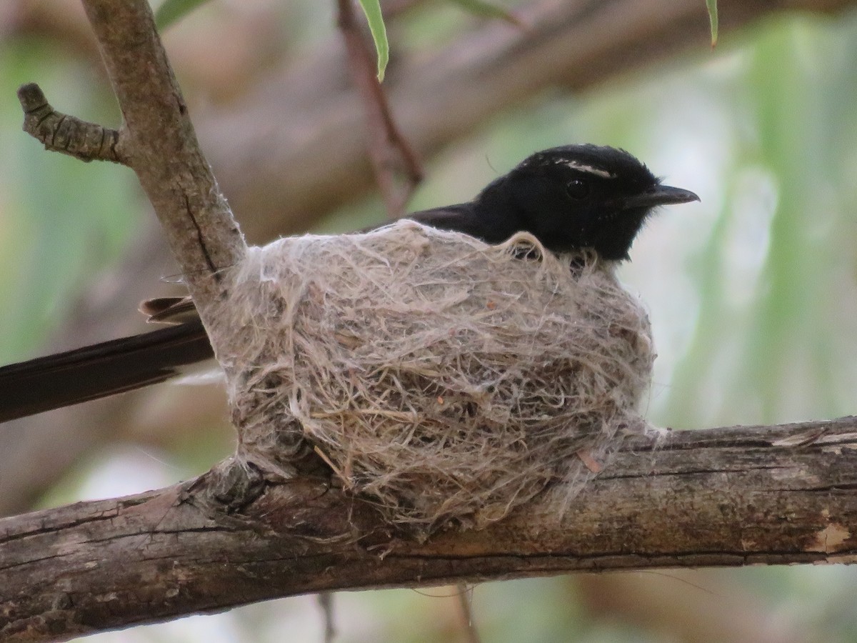 Willie-wagtail - ML646726999