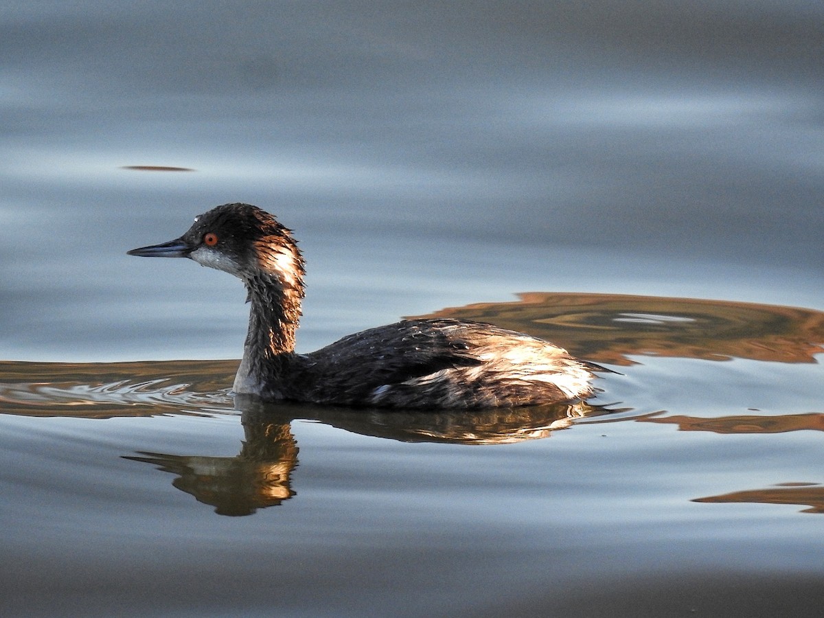 potápka černokrká - ML646727001