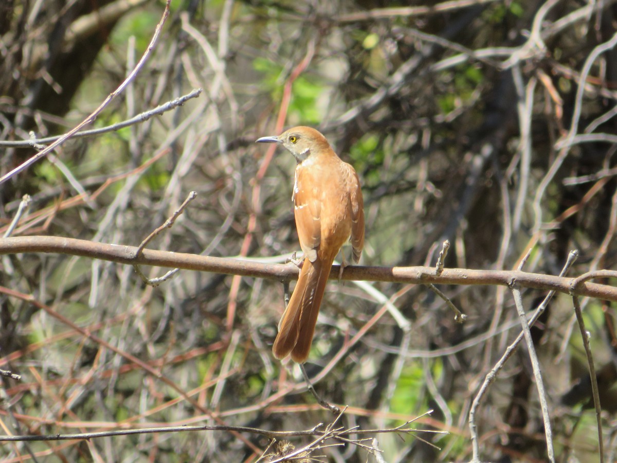 Тремблер прямодзьобий - ML646727002
