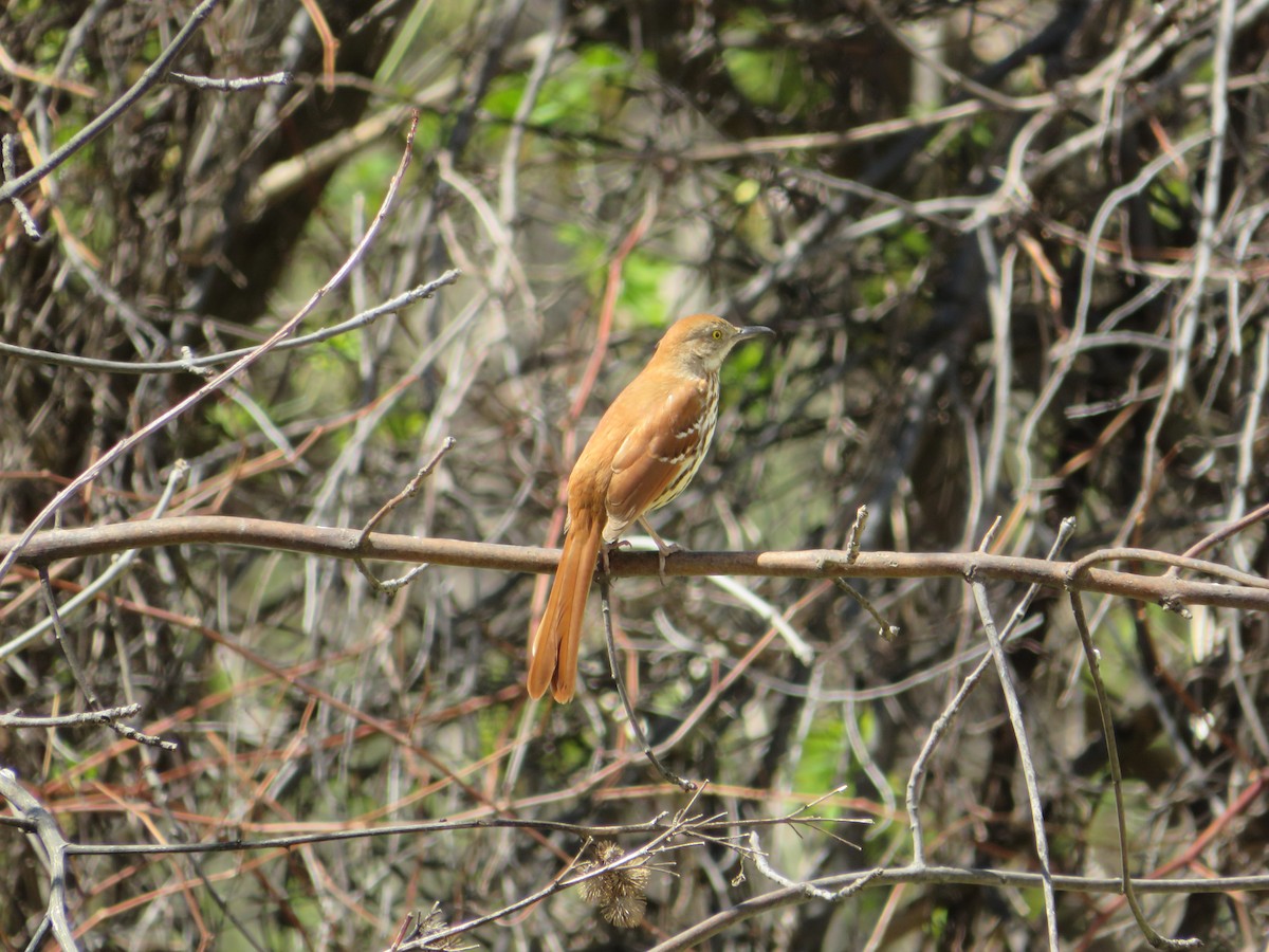 Тремблер прямодзьобий - ML646727003