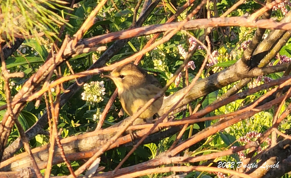 Palm Warbler - ML646727007
