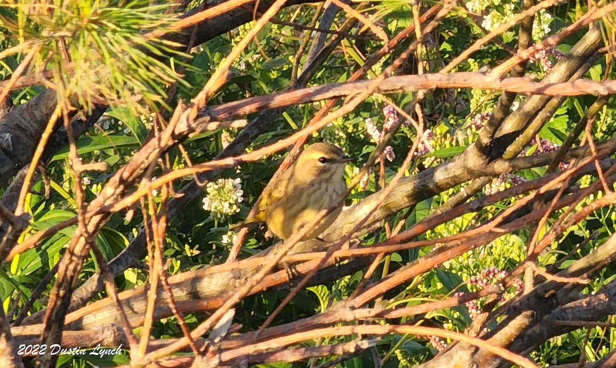 Palm Warbler - ML646727008