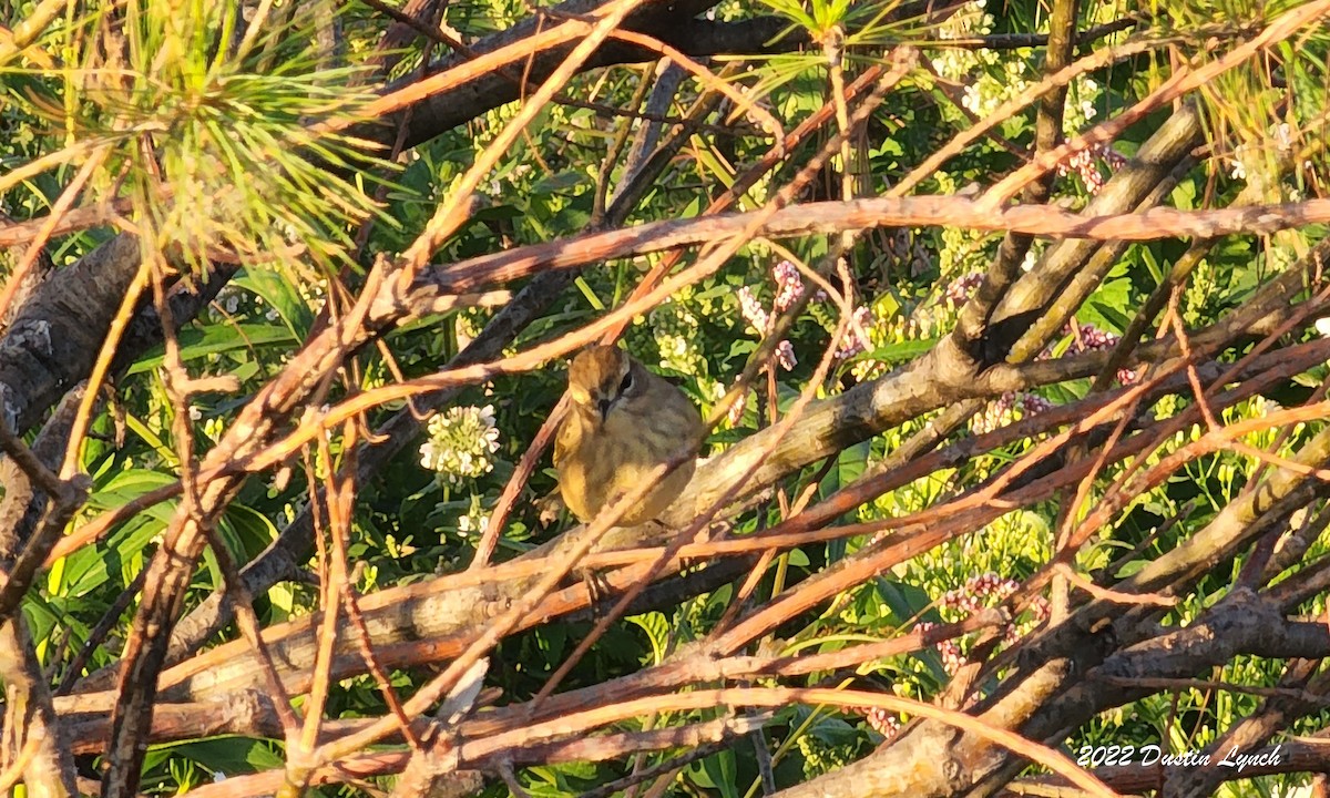 Palm Warbler - ML646727009