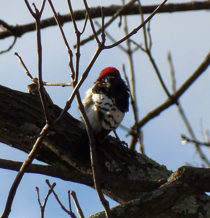 Гіла червоноголова - ML646727010