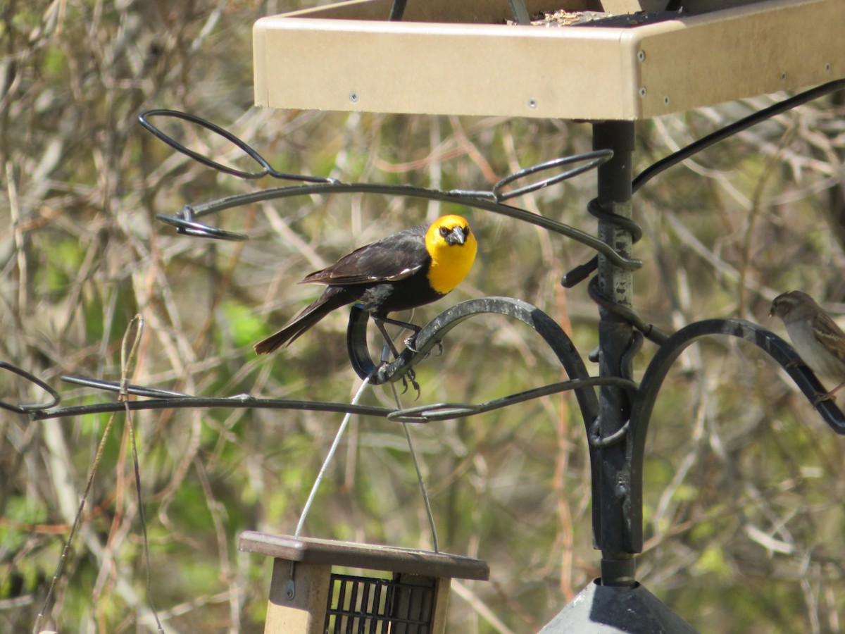 Тордо жовтоголовий - ML646727011