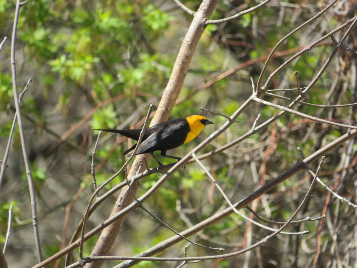 Тордо жовтоголовий - ML646727012