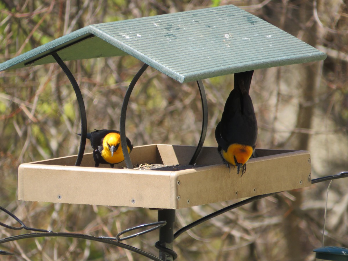 Тордо жовтоголовий - ML646727013