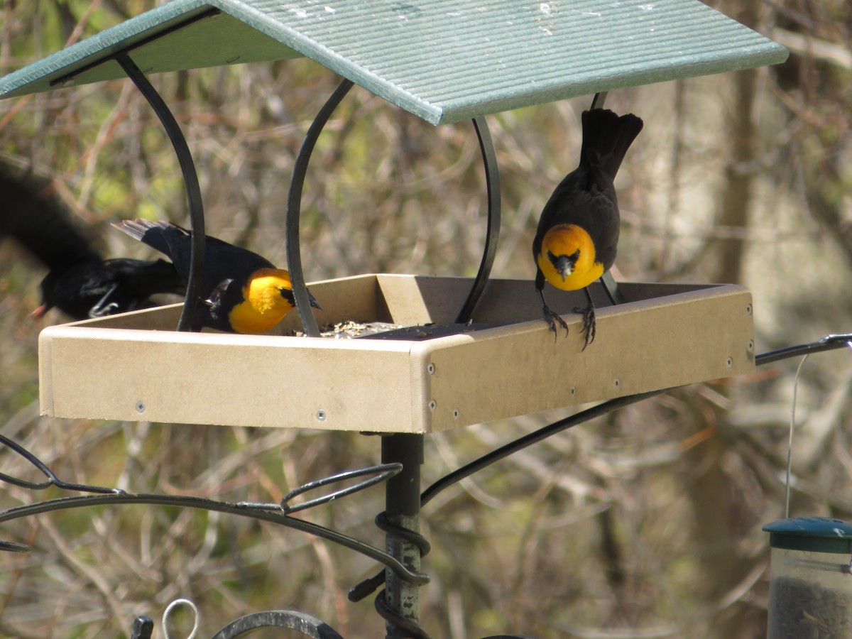 Тордо жовтоголовий - ML646727014