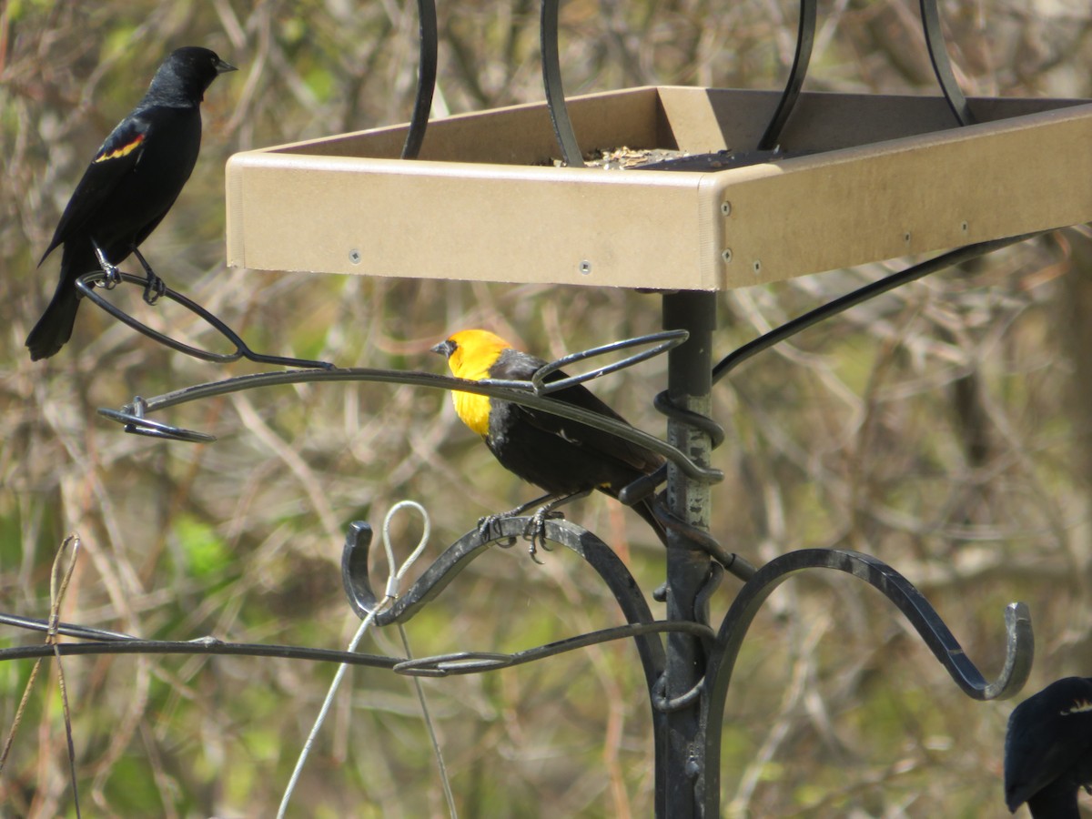 Тордо жовтоголовий - ML646727015