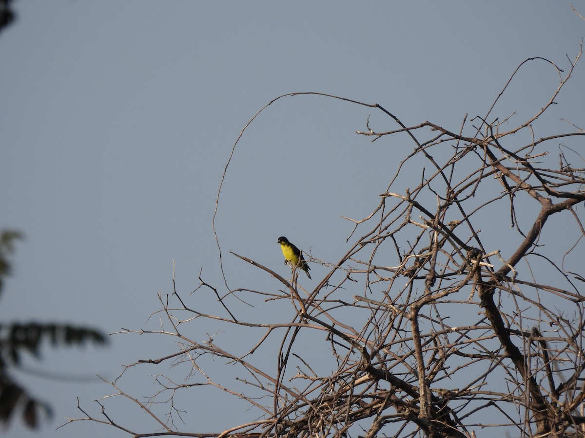 Чиж малий - ML646727016