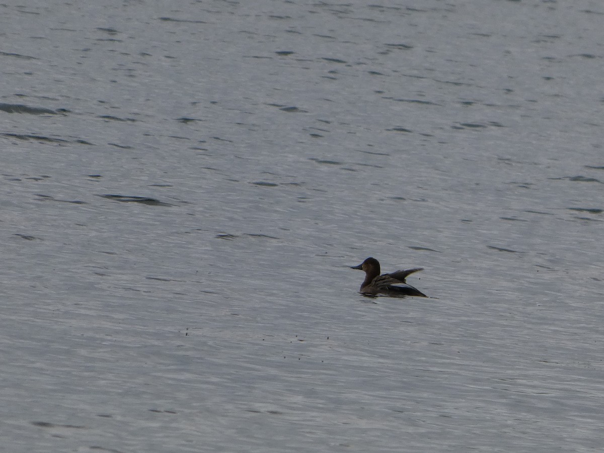 Попелюх американський - ML646727017