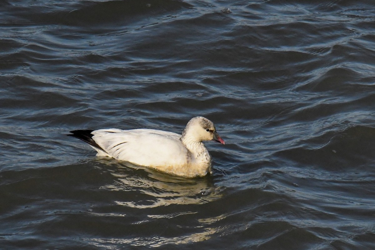 Гуска біла/Роса - ML646727020