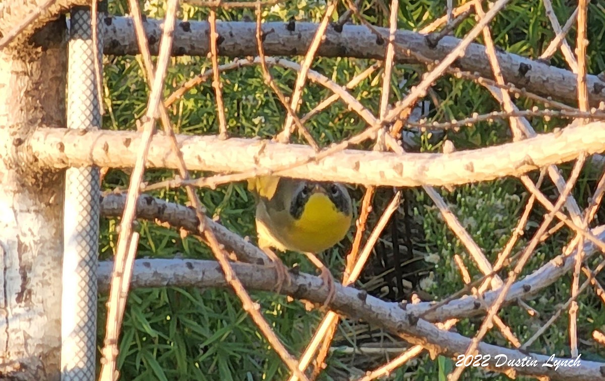 Жовтогорлик північний - ML646727021