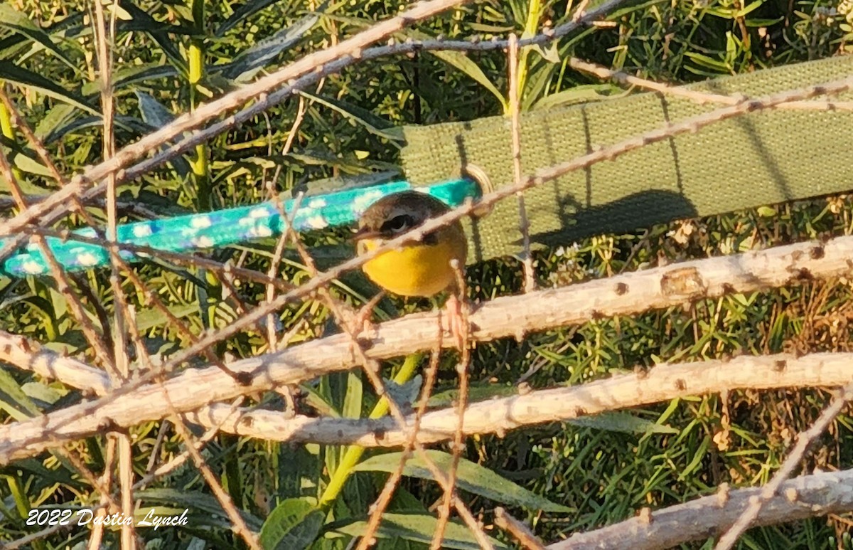 Жовтогорлик північний - ML646727022