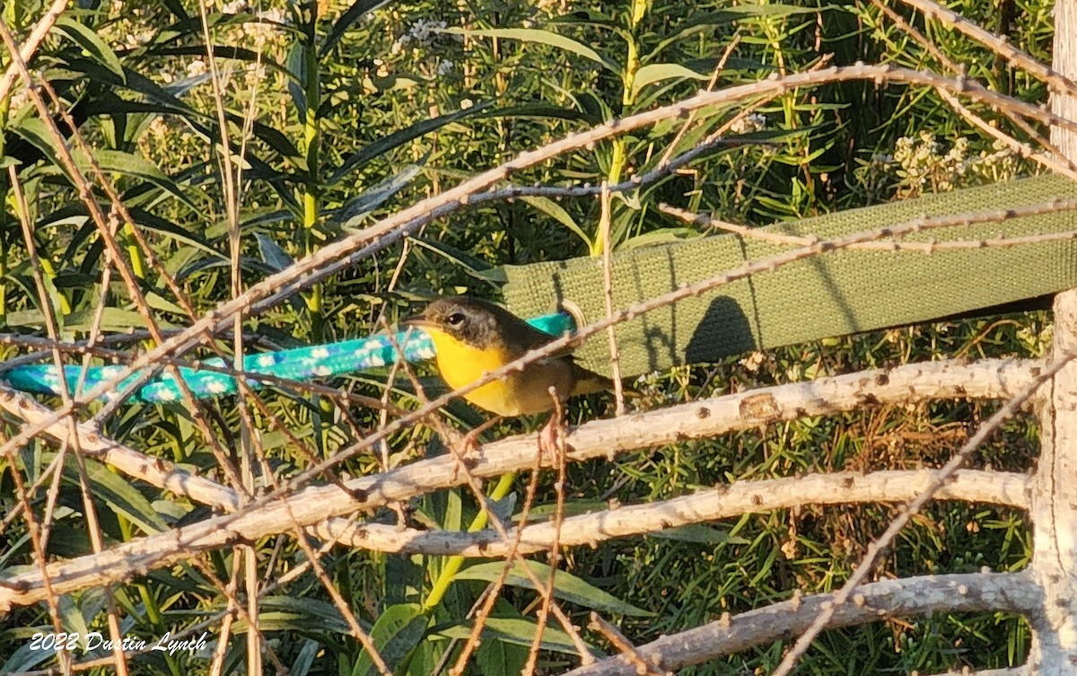 Жовтогорлик північний - ML646727023