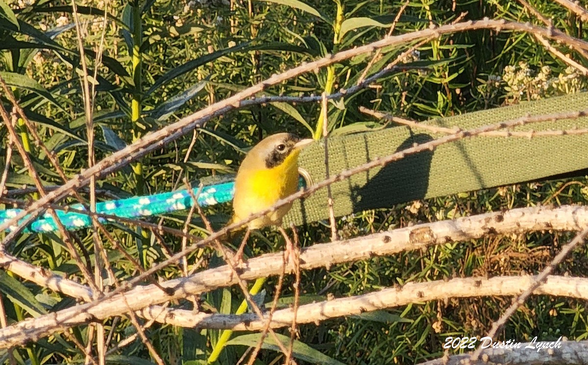 Жовтогорлик північний - ML646727024