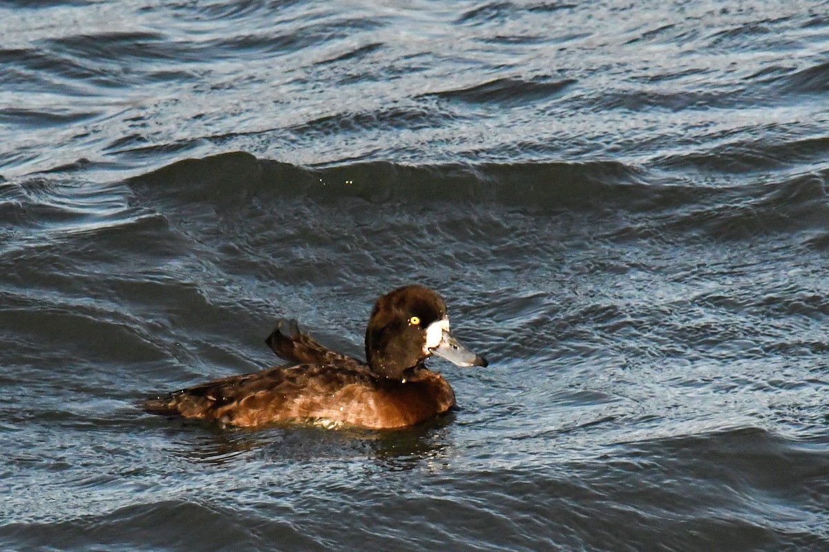 Чернь морська/американська - ML646727025