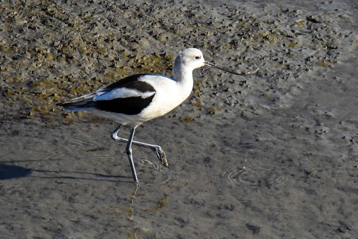 Чоботар американський - ML646727026