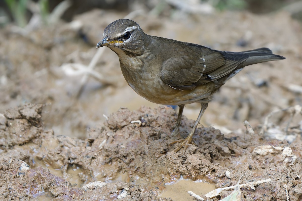 Weißbrauendrossel - ML646727027