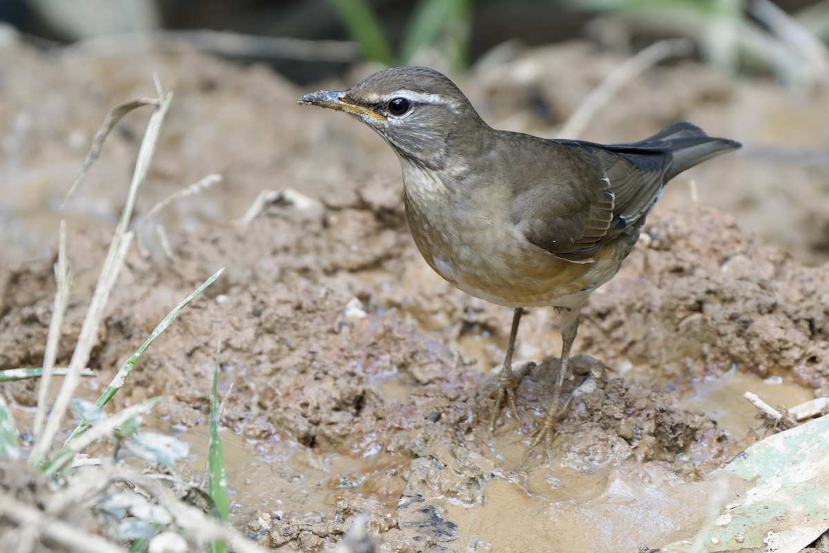 Weißbrauendrossel - ML646727028