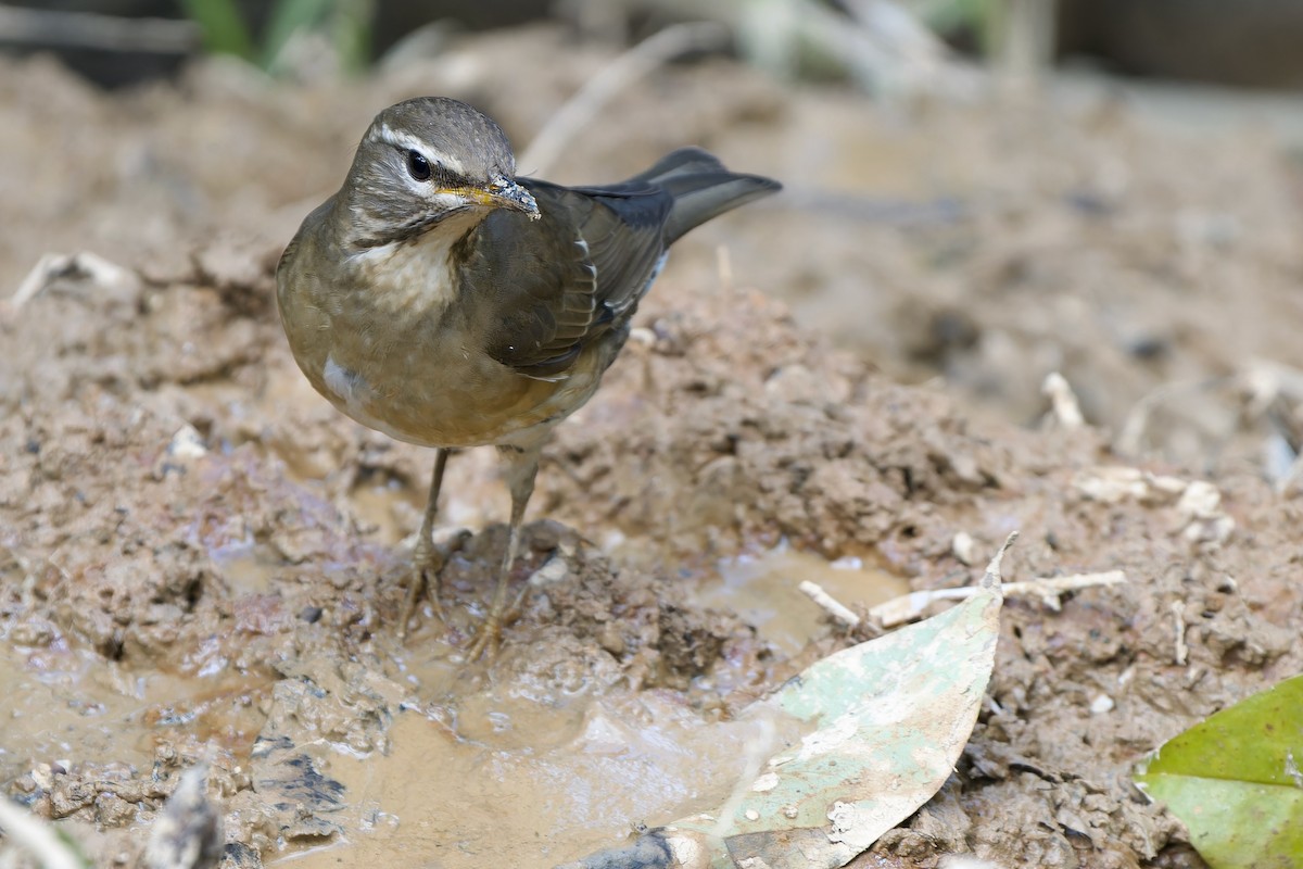 Weißbrauendrossel - ML646727029