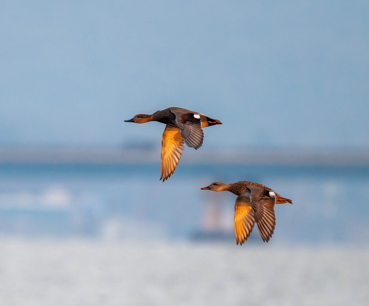 Нерозень - ML646727030