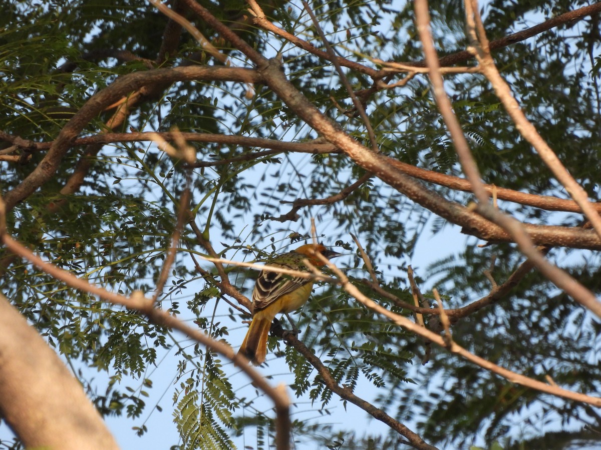 Трупіал вогнистоголовий - ML646727031