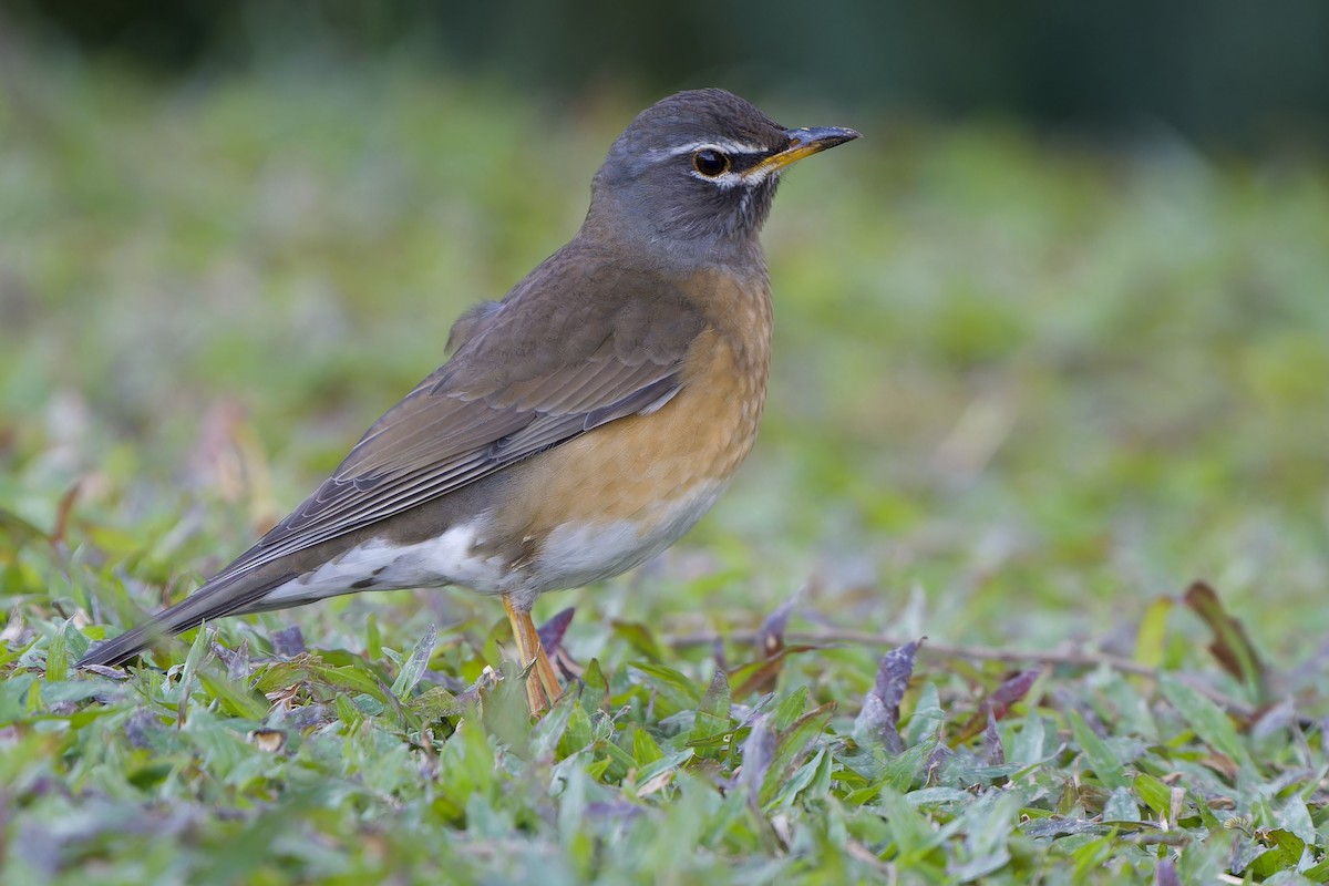 Weißbrauendrossel - ML646727033