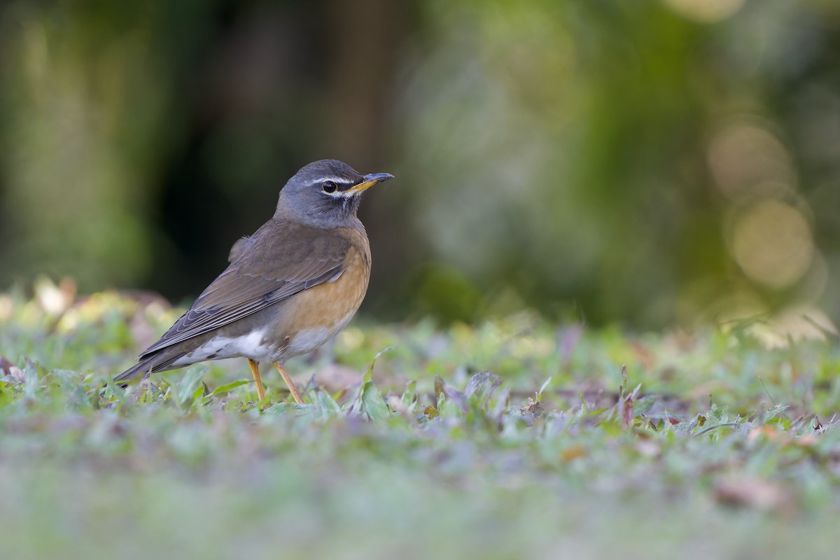 Weißbrauendrossel - ML646727034