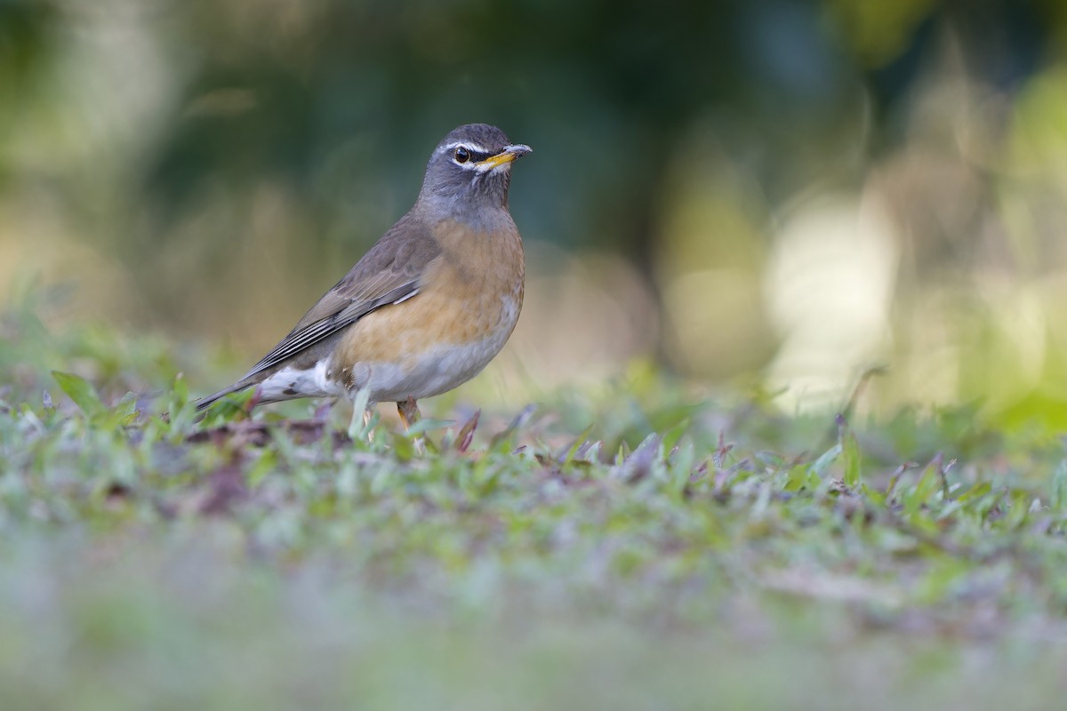 Weißbrauendrossel - ML646727035