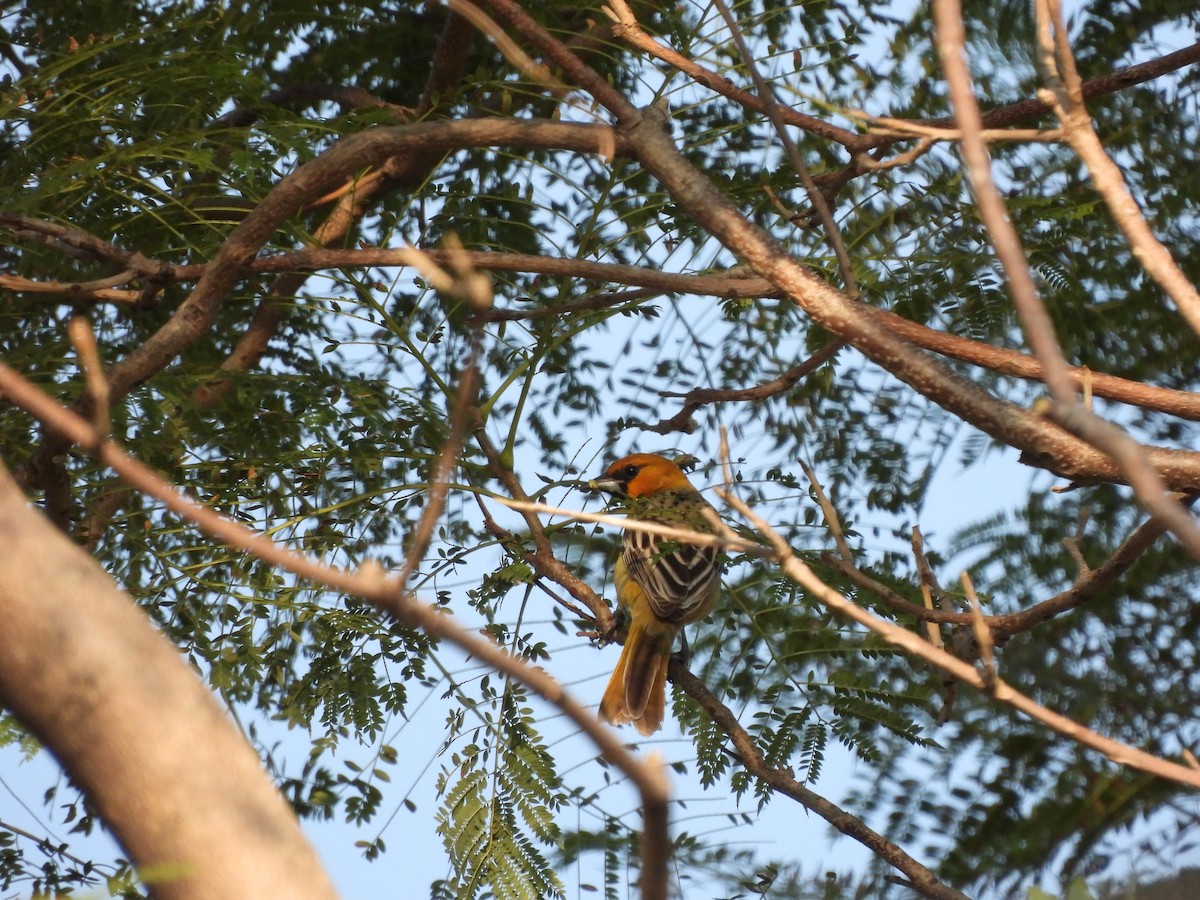 Streak-backed Oriole - ML646727036