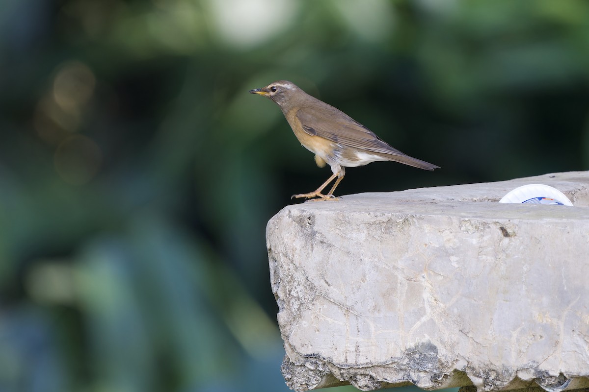 Weißbrauendrossel - ML646727039