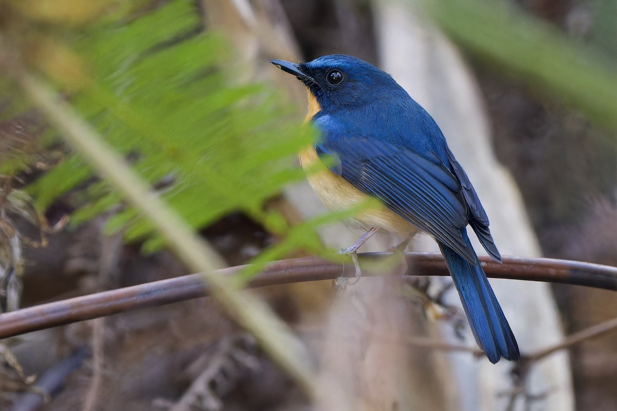 Hügelblauschnäpper - ML646727041