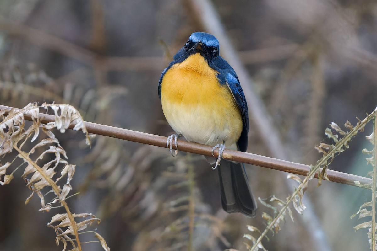 Hügelblauschnäpper - ML646727042