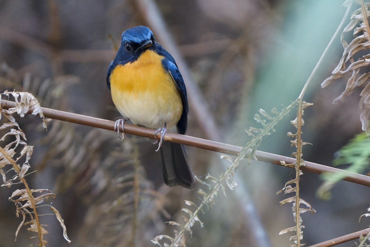 Hügelblauschnäpper - ML646727043