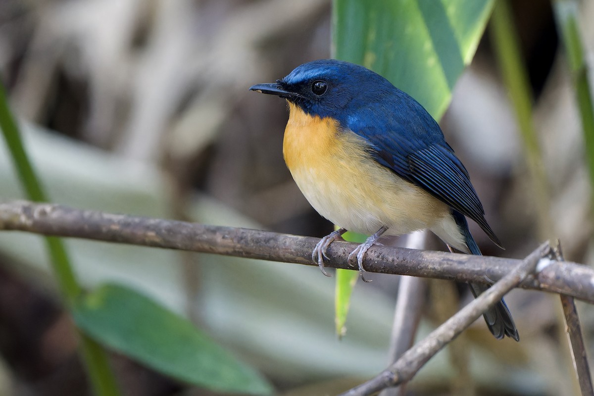 Hügelblauschnäpper - ML646727044