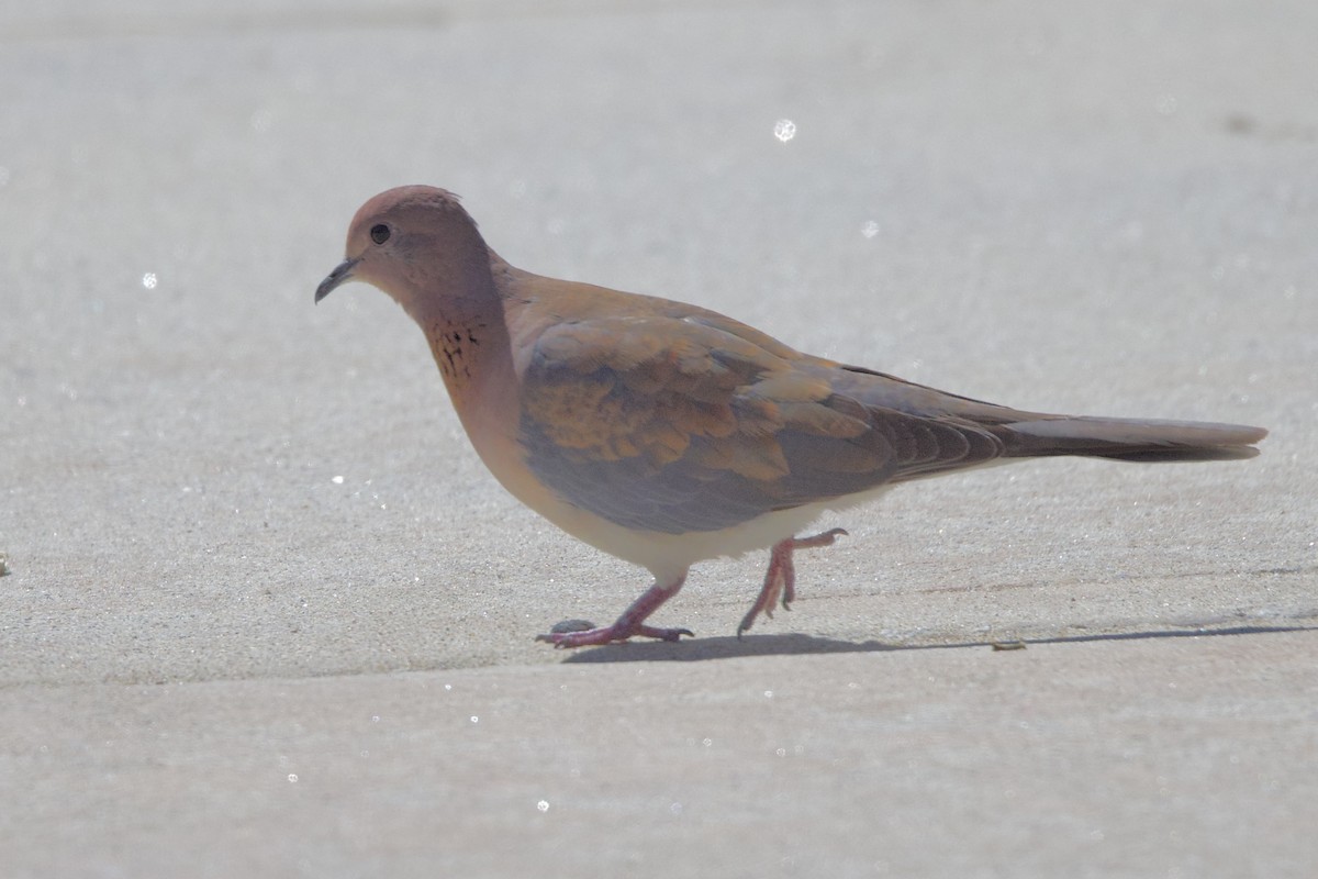 Laughing Dove - ML646727045