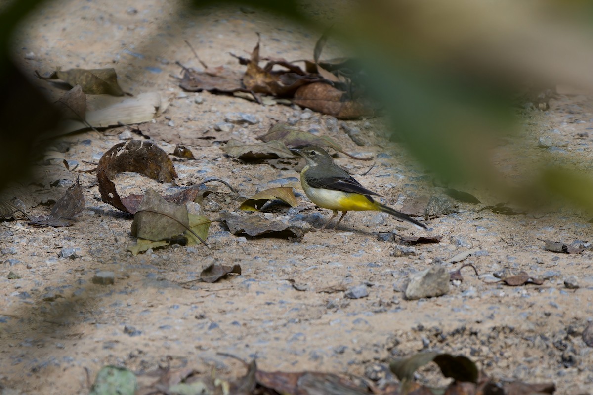 Gebirgsstelze - ML646727046