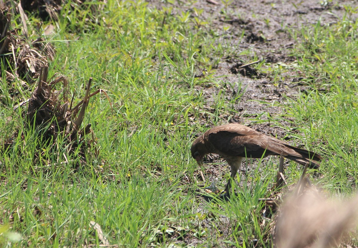Yellow-headed Caracara - ML646727047