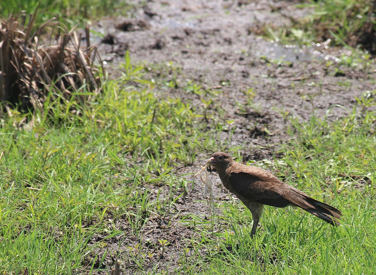 Yellow-headed Caracara - ML646727048